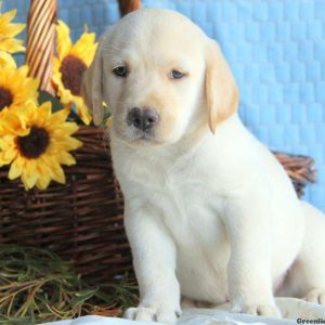 Jed, Labby Dabby Doo Puppy