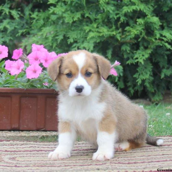 Jeffrey, Pembroke Welsh Corgi Puppy