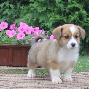 Jeffrey, Pembroke Welsh Corgi Puppy