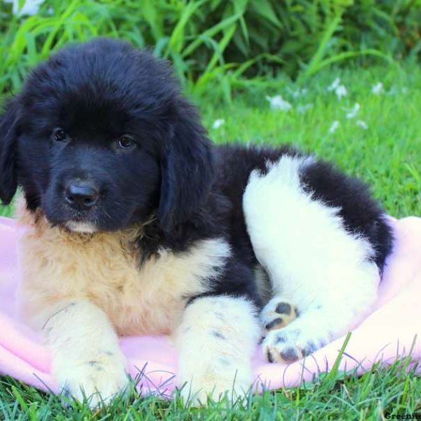 Jelly, Newfoundland Puppy