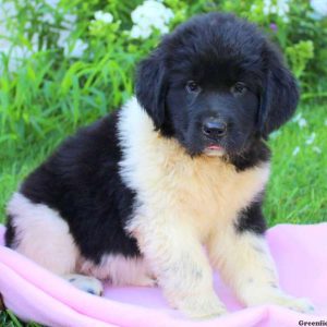 Jelly, Newfoundland Puppy