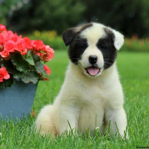 Jemma, Akita Puppy