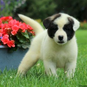 Jemma, Akita Puppy