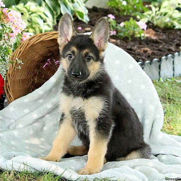Jenessa, German Shepherd Puppy