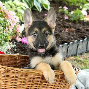 Jenessa, German Shepherd Puppy