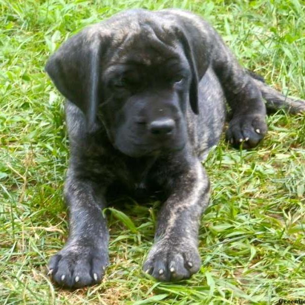 Jenna, English Mastiff Puppy