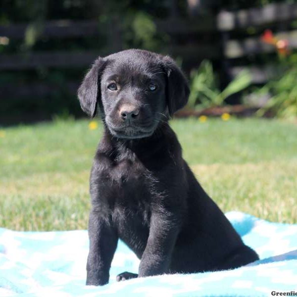 Jenna, Labrador Retriever-Black Puppy