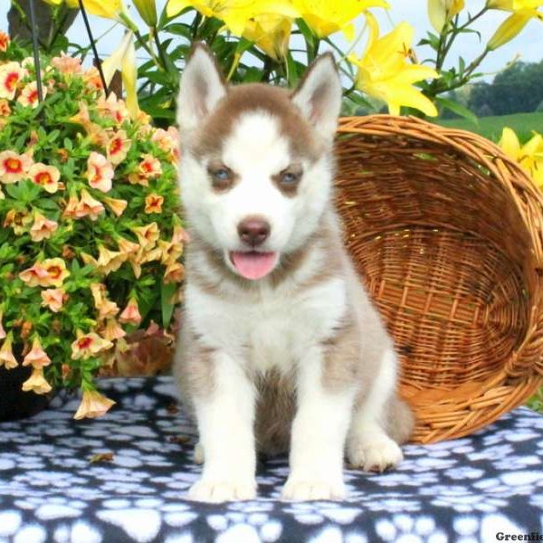 Jenna, Siberian Husky Puppy