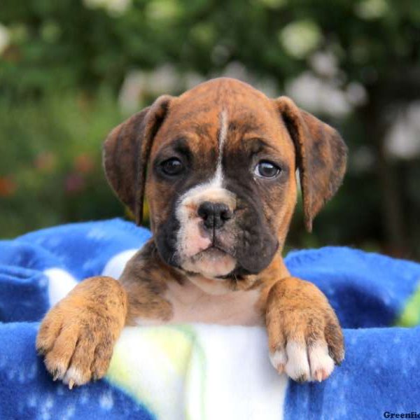 Jenna, Boxer Puppy