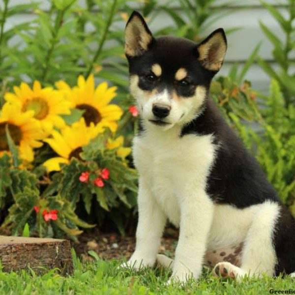 Jenna, Shiba Inu Puppy