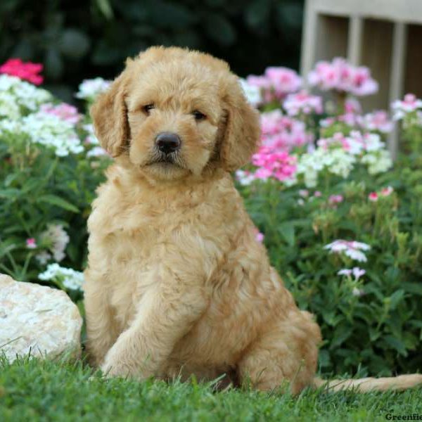 Jenna, Labradoodle-Miniature Puppy