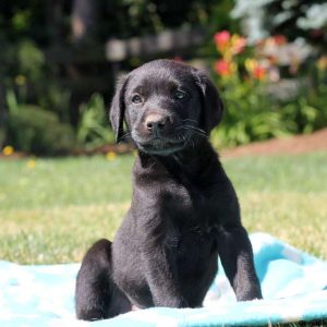 Jenna, Labrador Retriever-Black Puppy