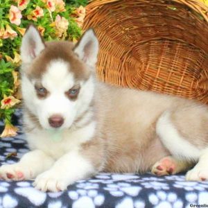 Jenna, Siberian Husky Puppy