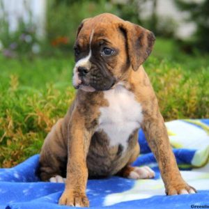 Jenna, Boxer Puppy