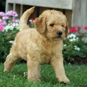 Jenna, Labradoodle-Miniature Puppy