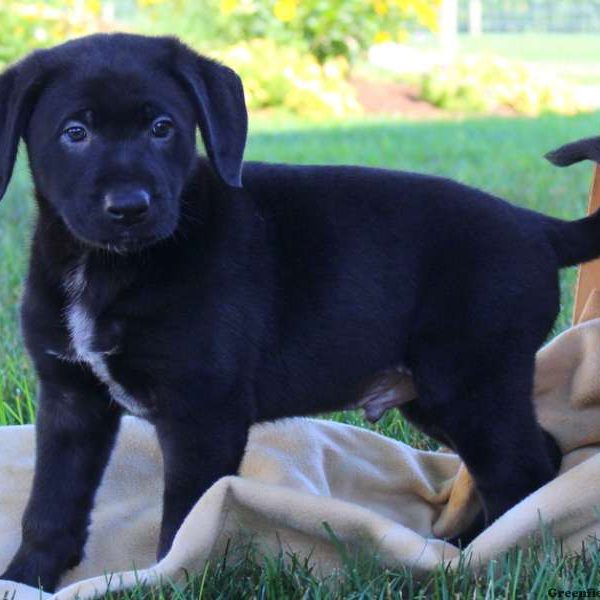 Jeremy, German Shepherd Mix Puppy