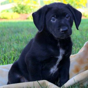 Jeremy, German Shepherd Mix Puppy