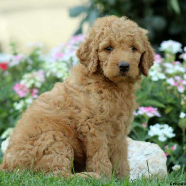 Jericho, Labradoodle-Miniature Puppy