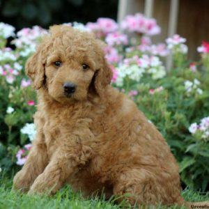 Jericho, Labradoodle-Miniature Puppy