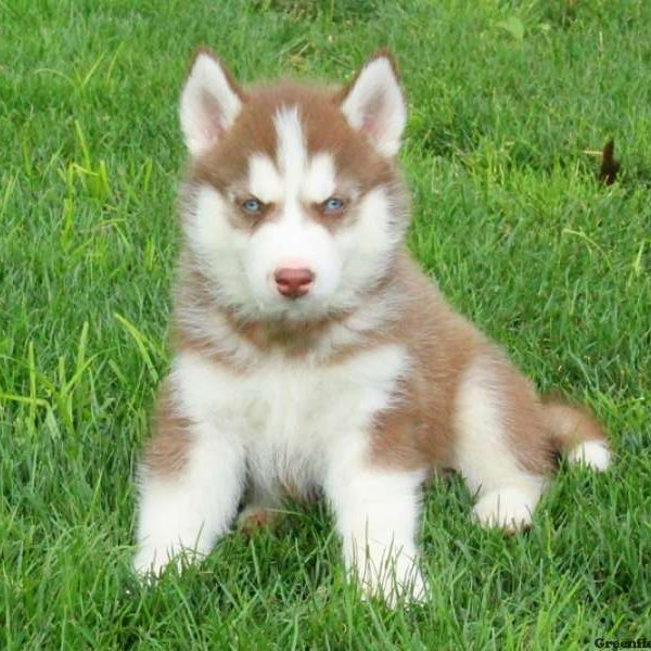 Jerome, Siberian Husky Puppy