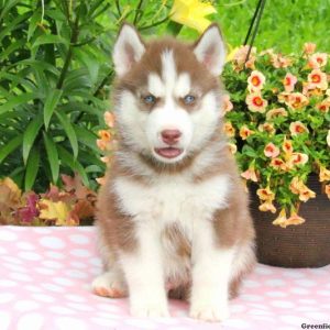 Jerome, Siberian Husky Puppy