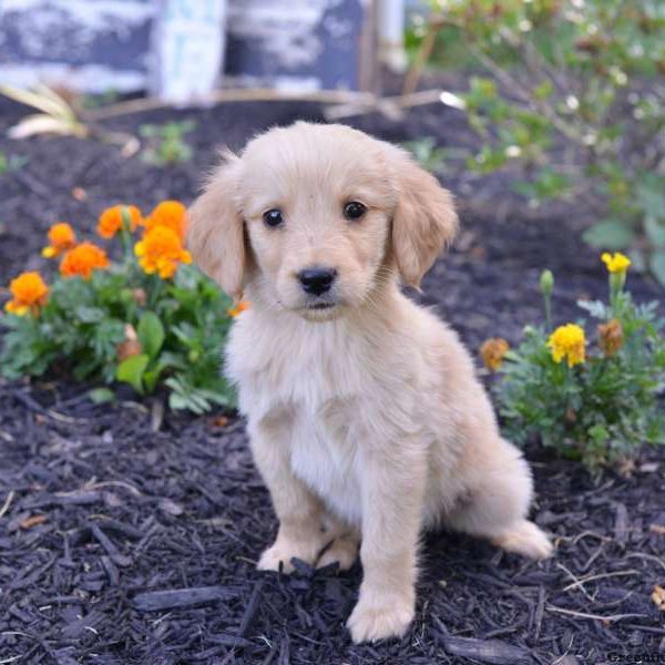 Jerry, Golden Retriever Puppy