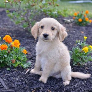 Jerry, Golden Retriever Puppy