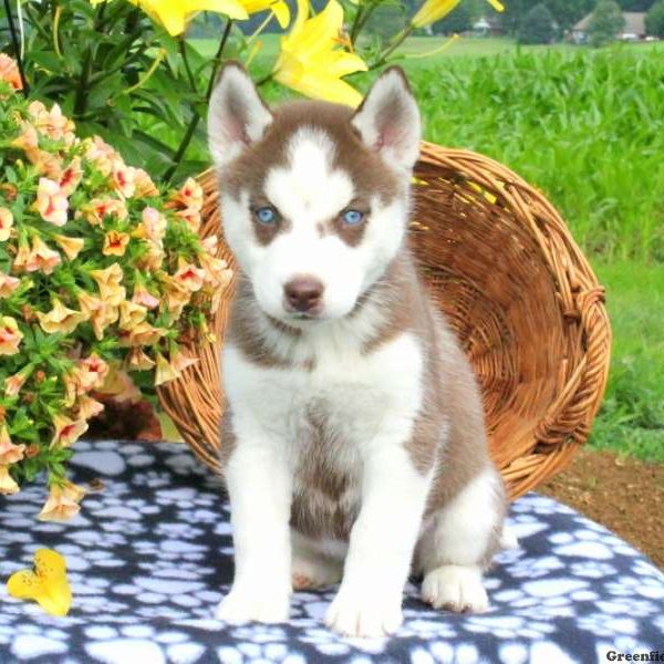 Jess, Siberian Husky Puppy