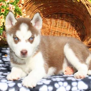 Jess, Siberian Husky Puppy