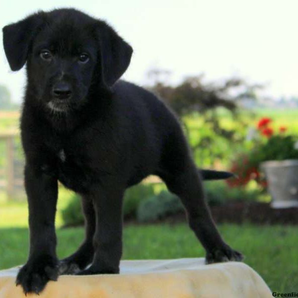 Jessa, German Shepherd Mix Puppy