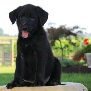 Jessa, German Shepherd Mix Puppy