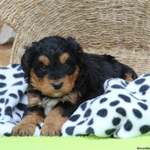 Jesse, Bernedoodle-Miniature Puppy