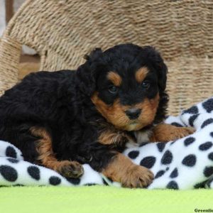 Jesse, Bernedoodle-Miniature Puppy