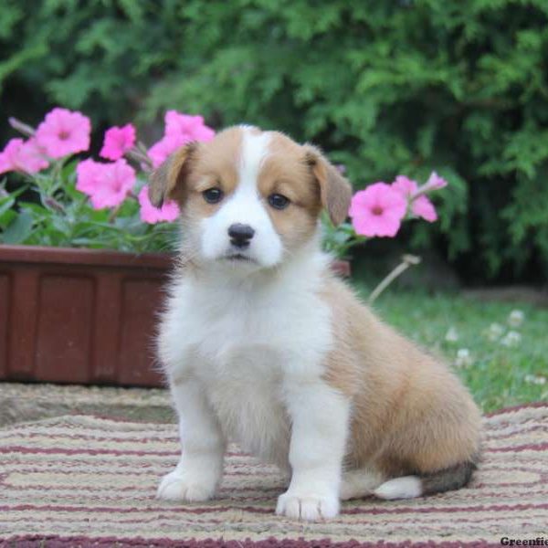 Jessica, Pembroke Welsh Corgi Puppy