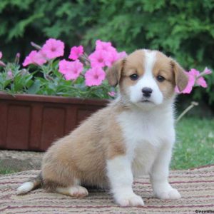 Jessica, Pembroke Welsh Corgi Puppy