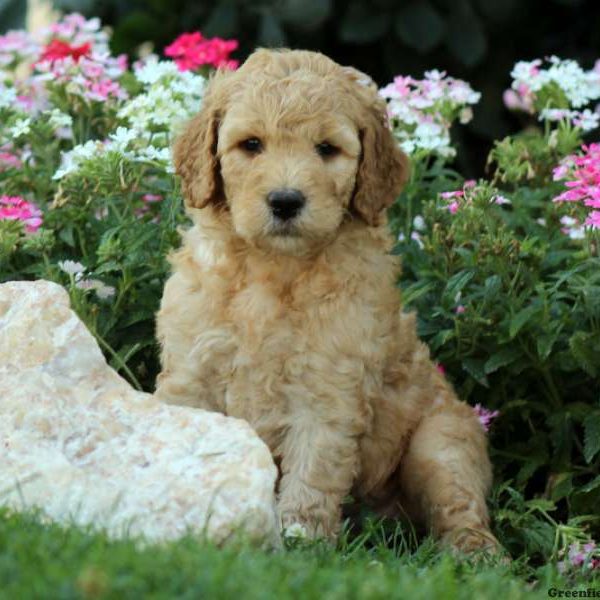 Jethro, Labradoodle-Miniature Puppy