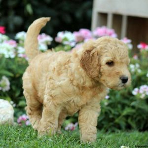 Jethro, Labradoodle-Miniature Puppy