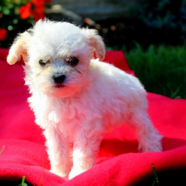 Jewel, Toy Poodle Puppy