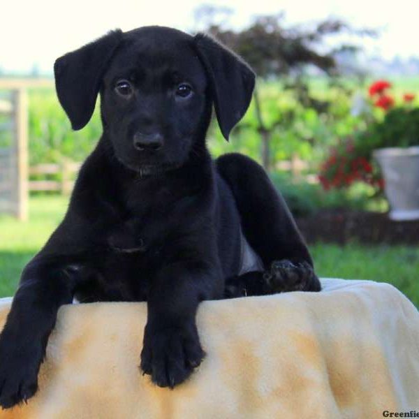 Jewel, German Shepherd Mix Puppy