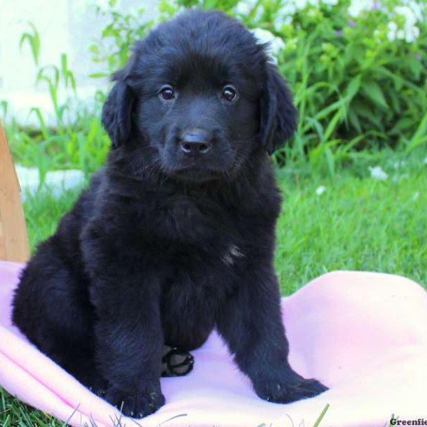 Jewel, Newfoundland Puppy