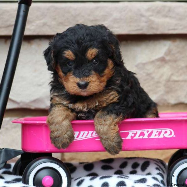 Jewel, Bernedoodle-Miniature Puppy