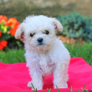 Jewel, Toy Poodle Puppy