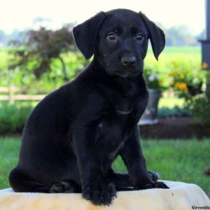 Jewel, German Shepherd Mix Puppy