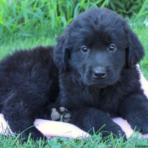 Jewel, Newfoundland Puppy