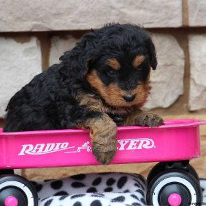 Jewel, Bernedoodle-Miniature Puppy