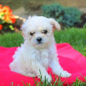 Jewel, Toy Poodle Puppy