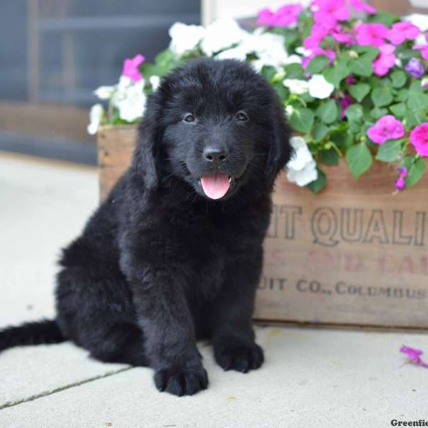 Jill, Newfoundland Puppy