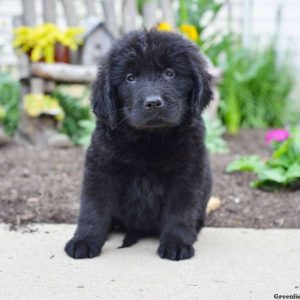 Jill, Newfoundland Puppy