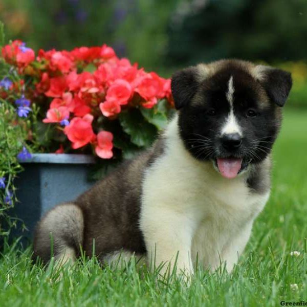 Jilly, Akita Puppy