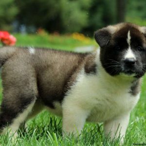 Jilly, Akita Puppy